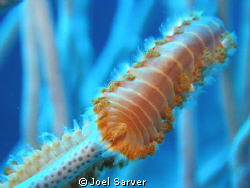 Red-Tipped Fireworm-Cozumel by Joel Sarver 